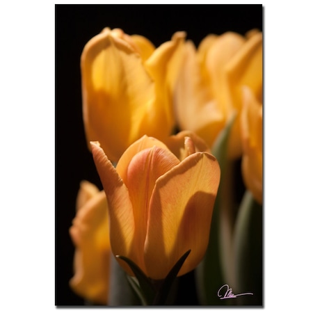 Martha Guerra 'Tulip Blooms III' Canvas Art,22x32